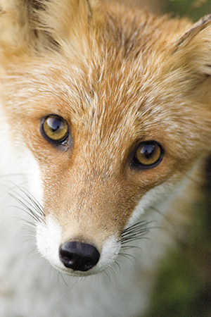 鹿狩り体験写真1