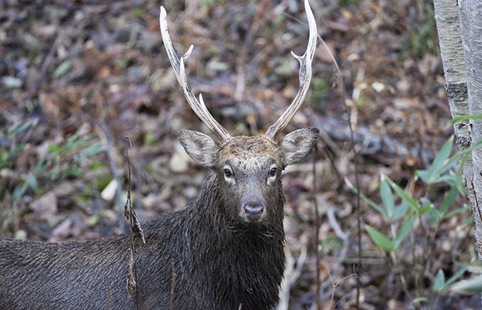 鹿狩り体験写真2