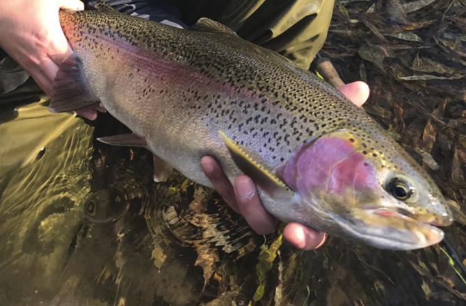 道北トラウトフィッシング