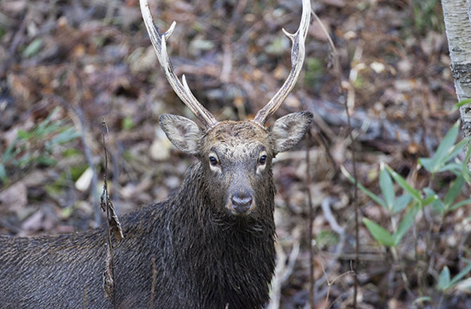 鹿ハンティング見学