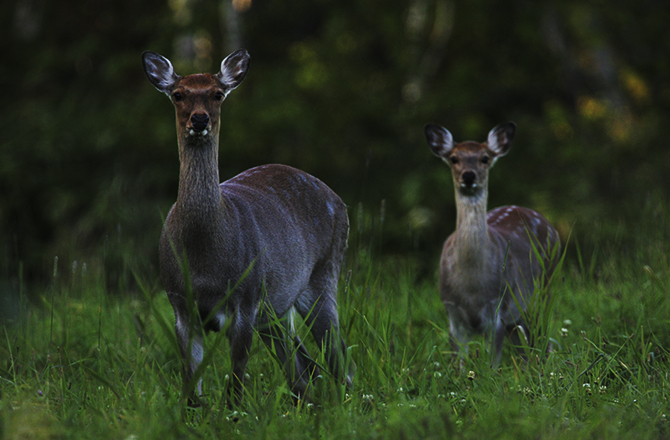 大草原ナイトサファリ